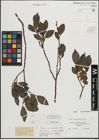 Foto von Salix mielichhoferi Saut.
